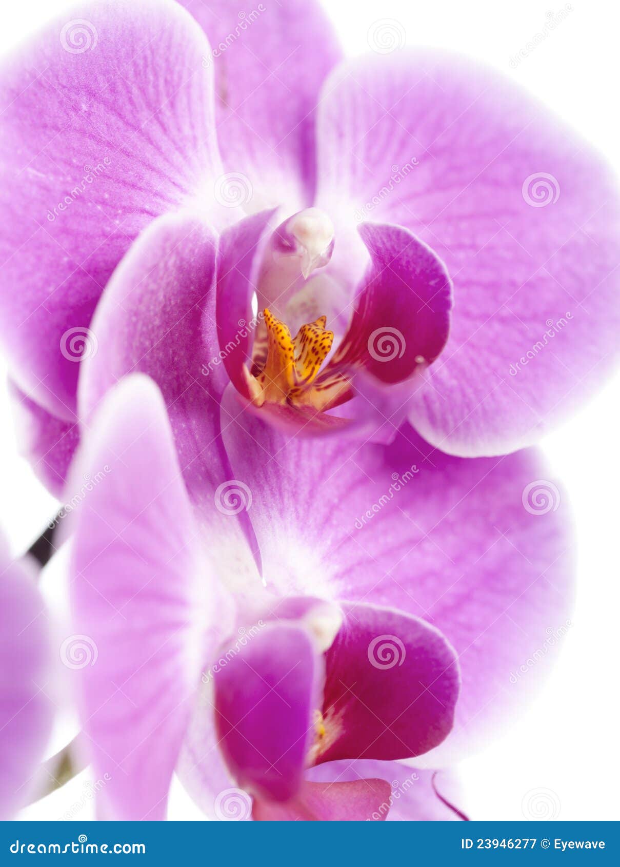 Orchid blossom closeup stock image. Image of pink, backgrounds 23946277