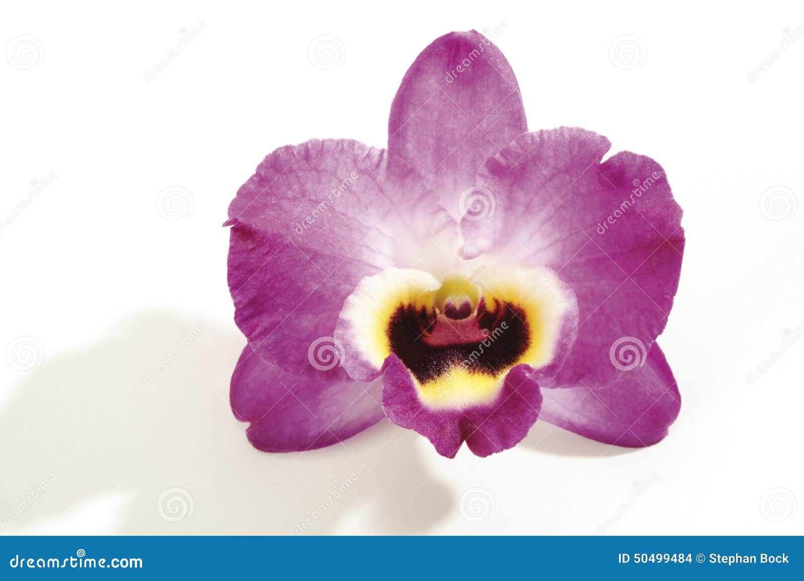 orchid blossom (orchidaceae), close-up