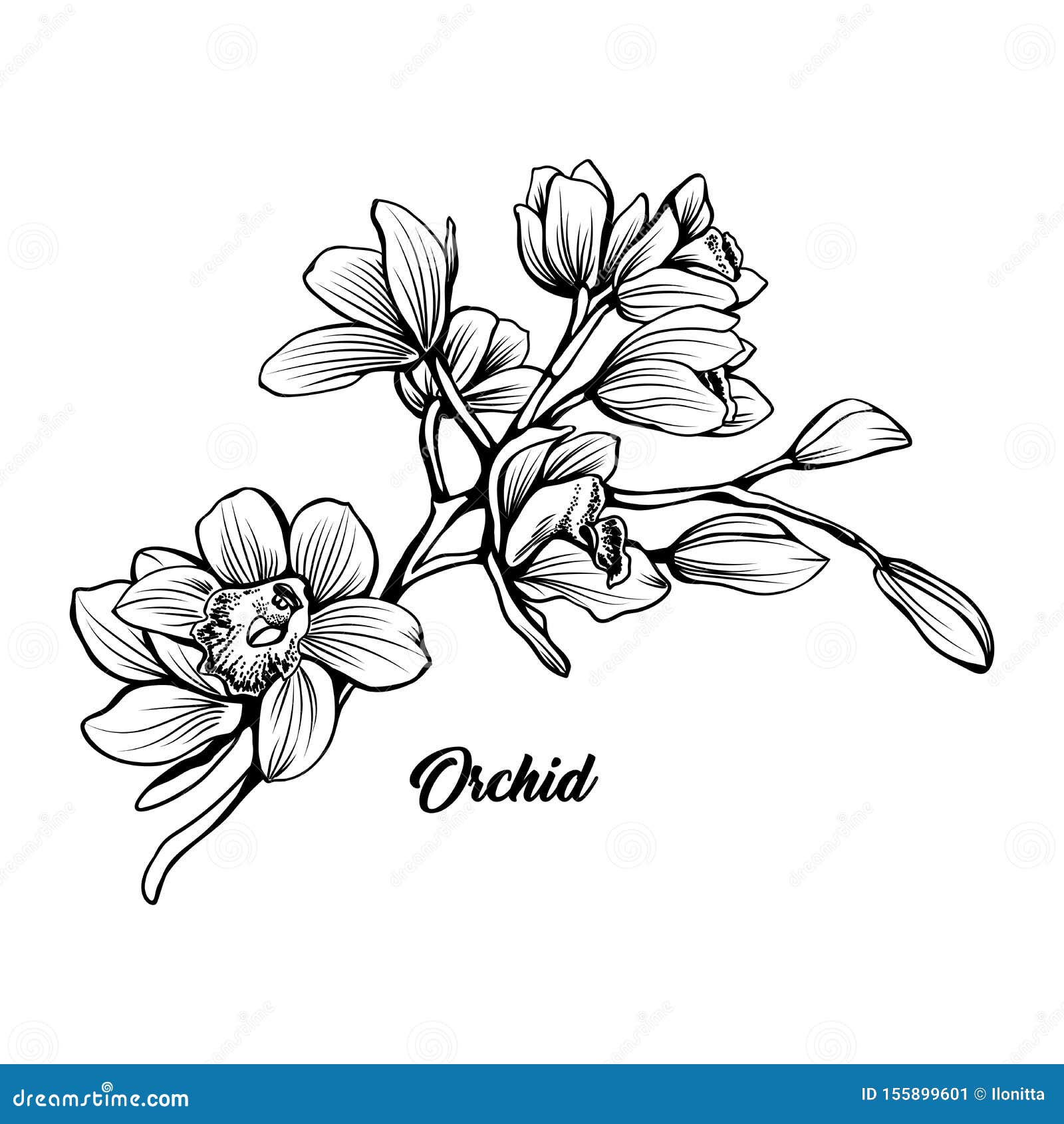 Pencil drawing Orchid flowers  Orchid drawing Orchid tattoo Drawings