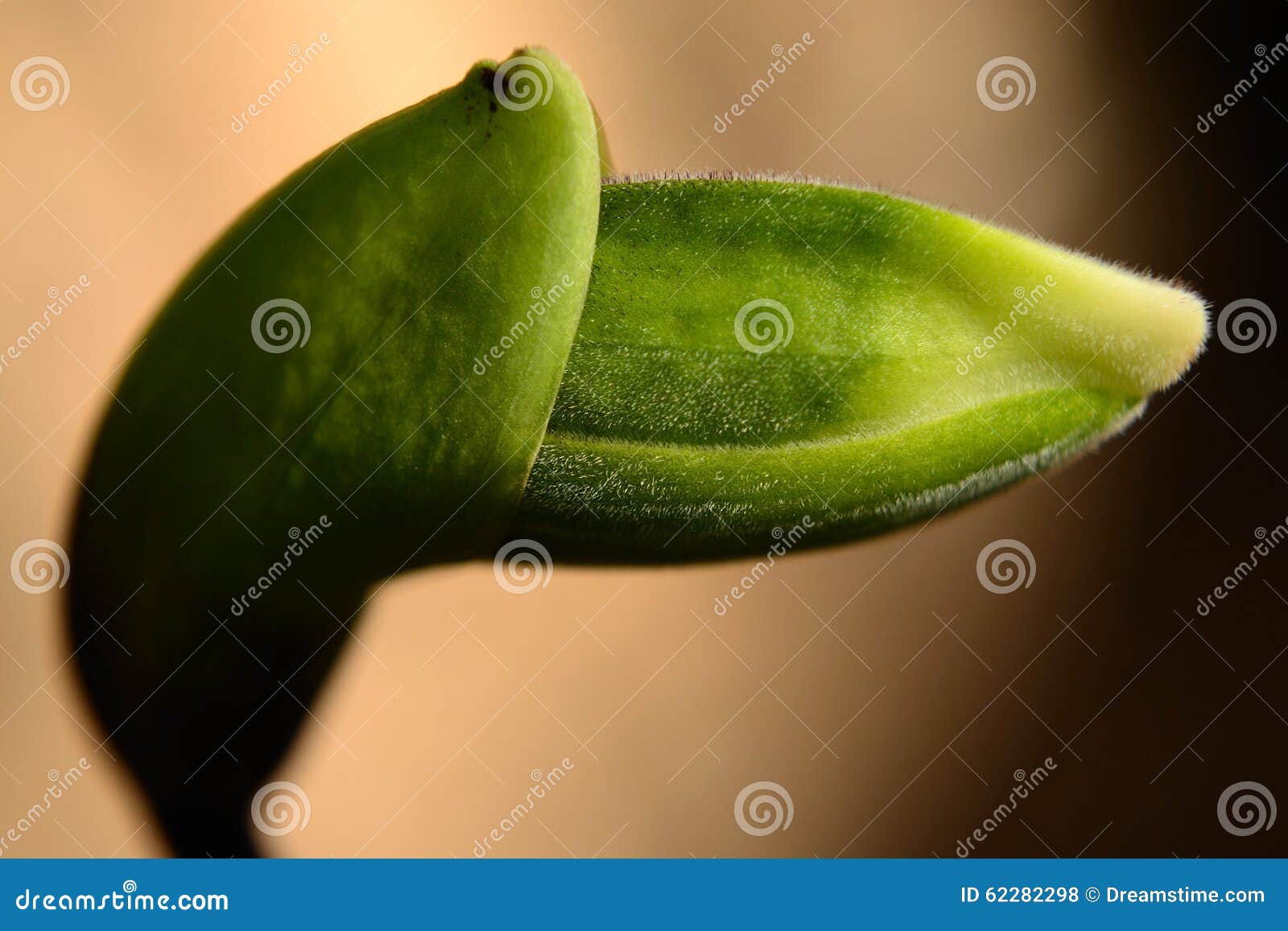 orchid bud - paphiopedilum insigne