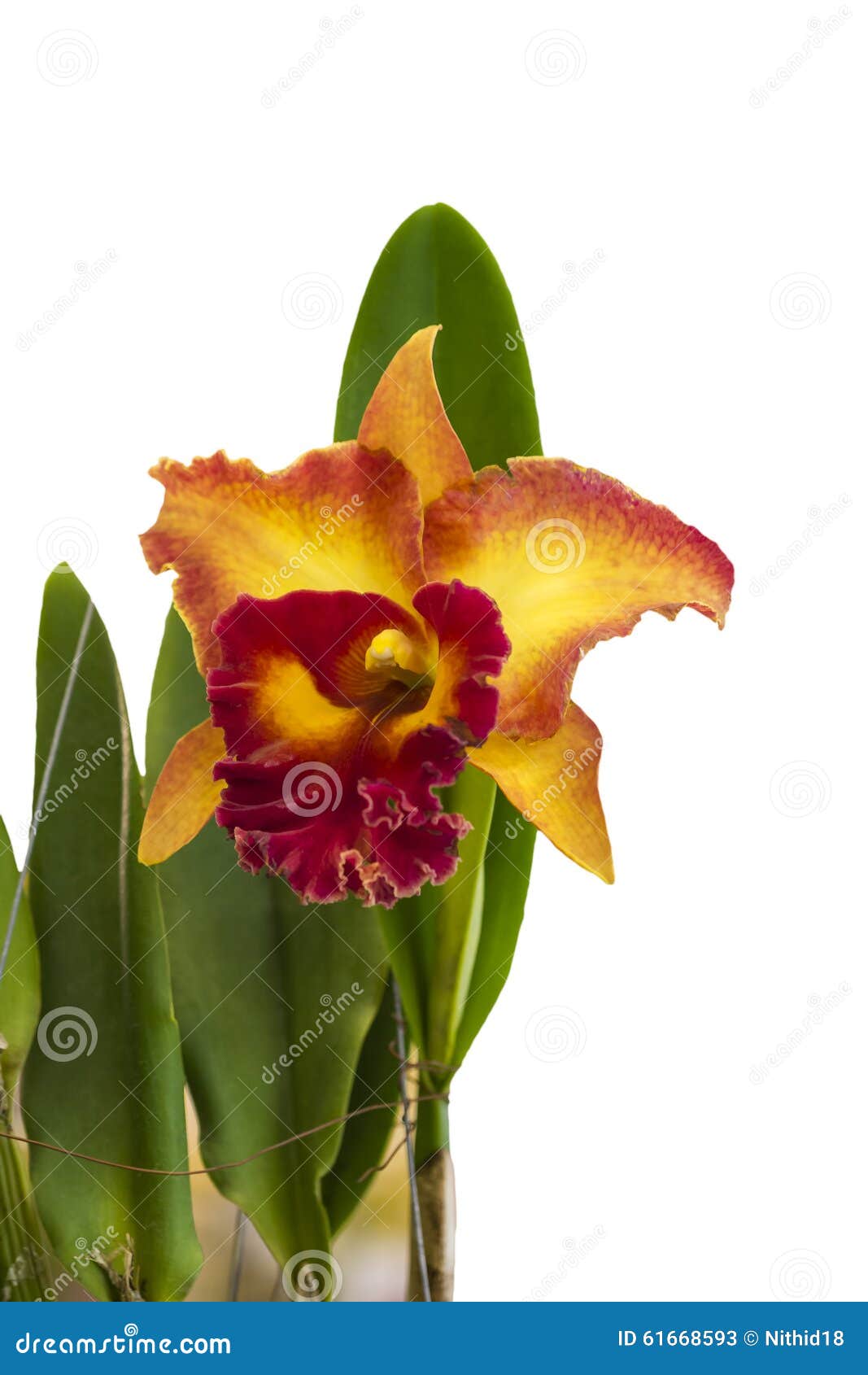 Orchid stock image. Image of flora, beautiful, beauty - 61668593