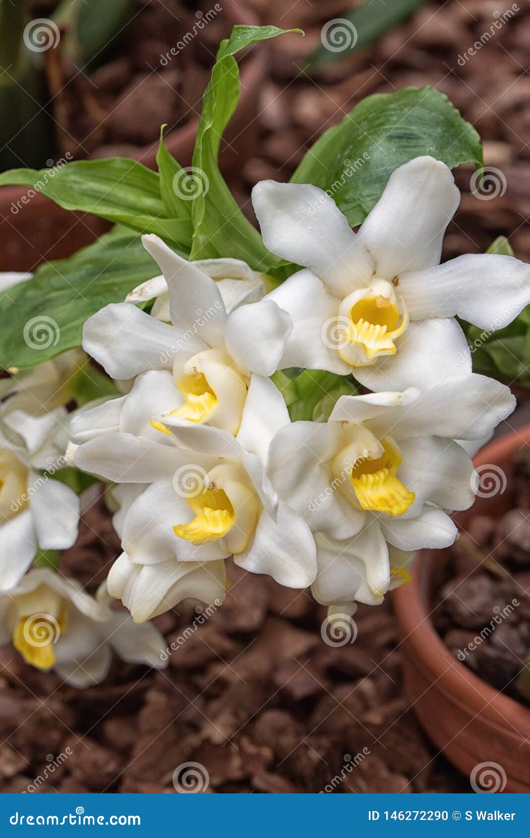 Orchid Chysis Aurea Bractescens Stock Photo - Image of bractescens, scream:  146272290