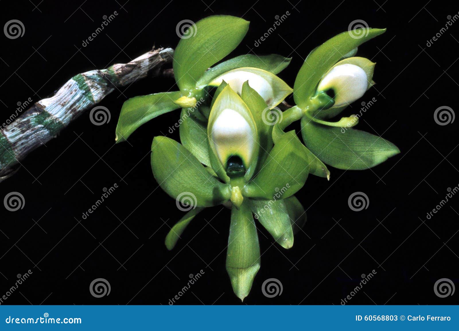 Orchid Cycnoches stock image. Image of venezuela, rainforest - 60568803