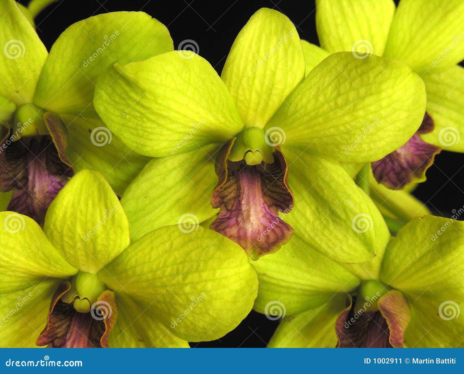 orchid: dendrobium green