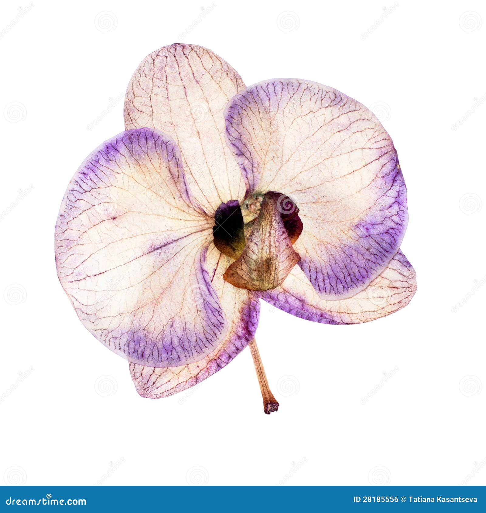 Orchid drying stock photo. Image of fresh, abstract, lilac 28185556