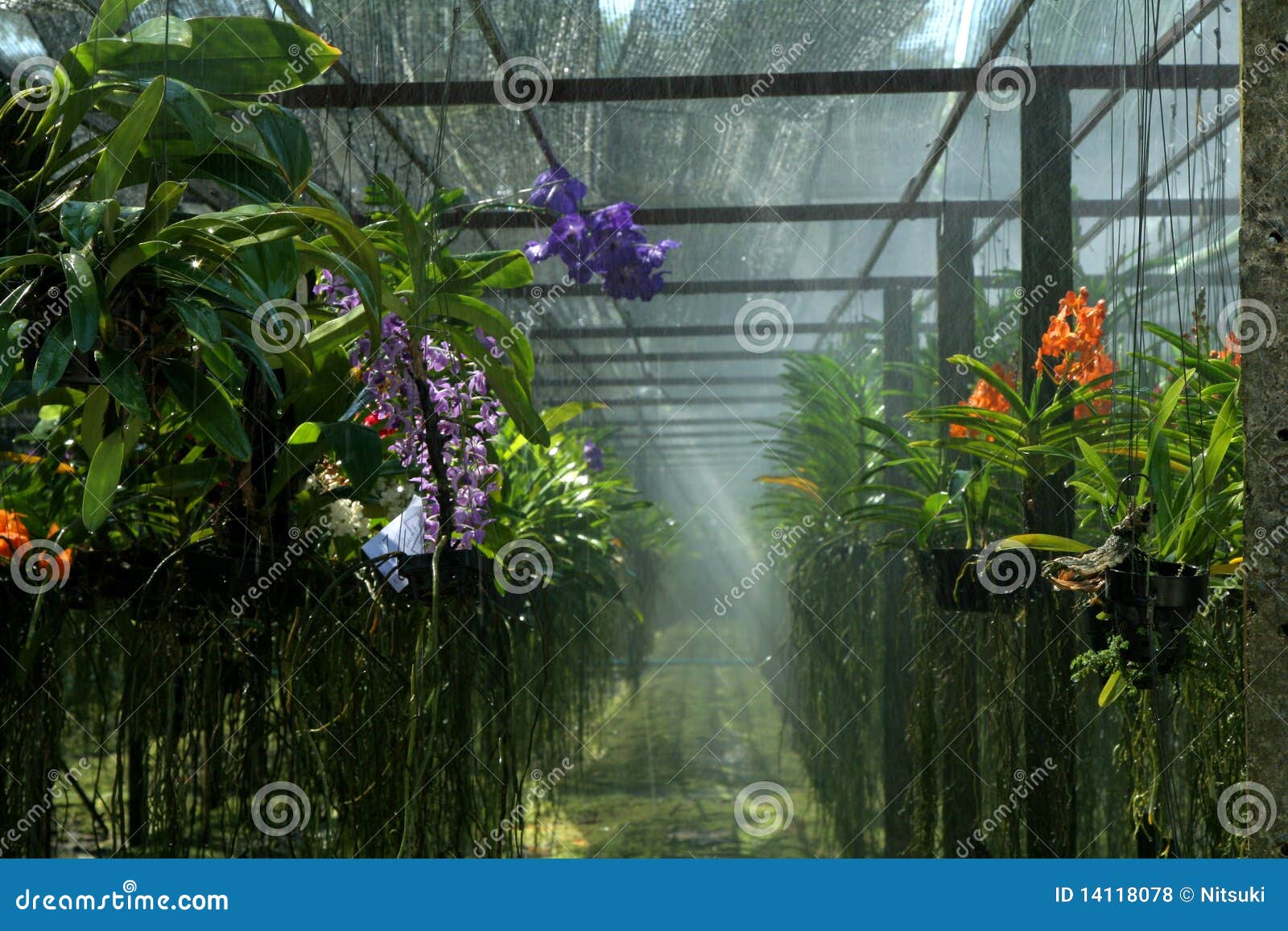 5 959 Orchid Farm Photos Free Royalty Free Stock Photos From Dreamstime