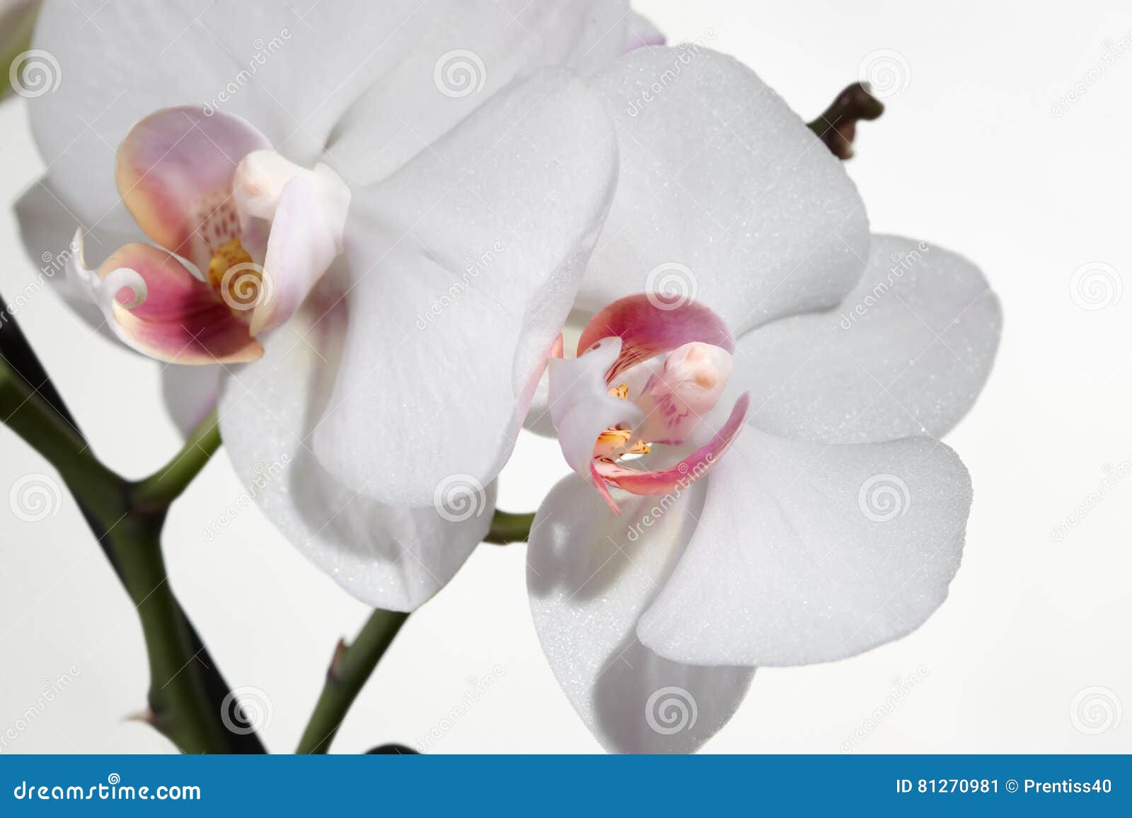 Orchid stock image. Image of closeup, species, white 81270981