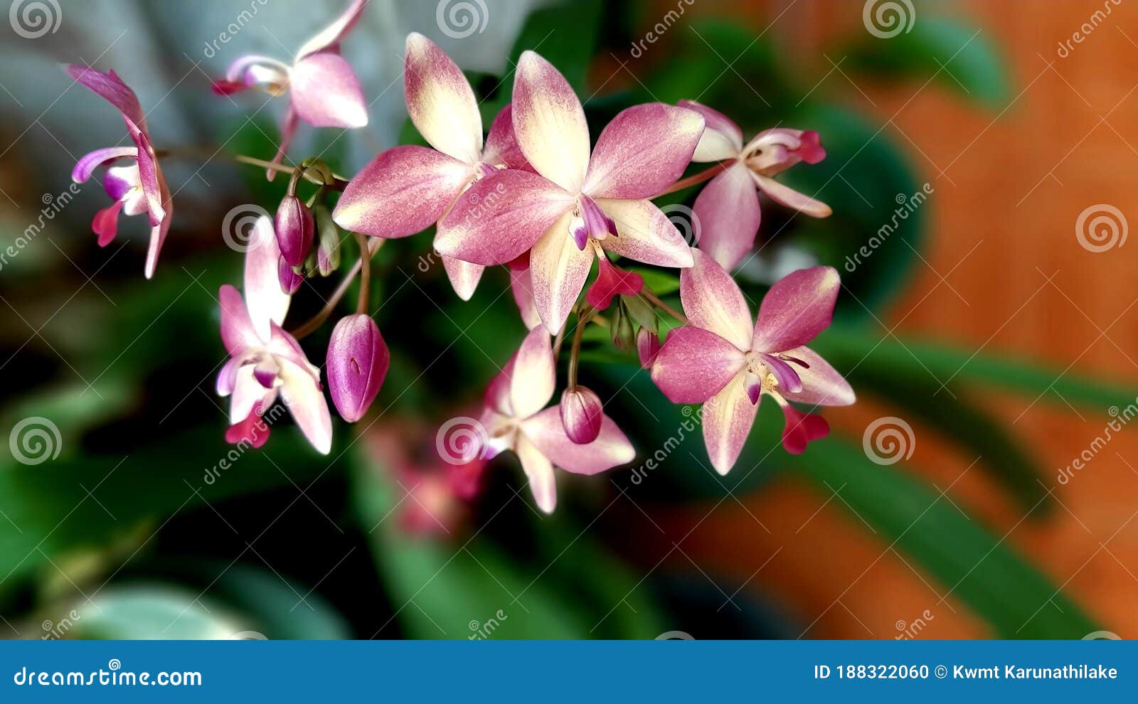 The orchid flower bunch stock photo. Image of wildflower - 188322060