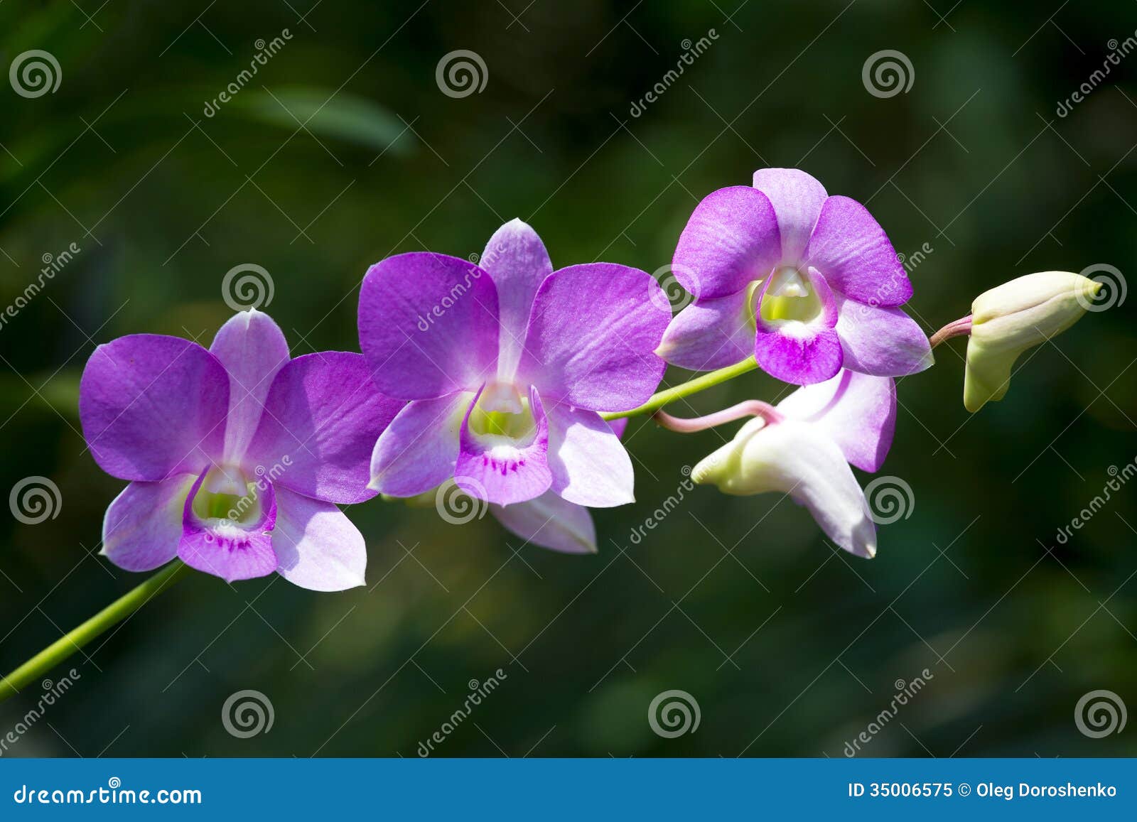 Orchid flower stock image. Image of closeup, flora, branch 35006575
