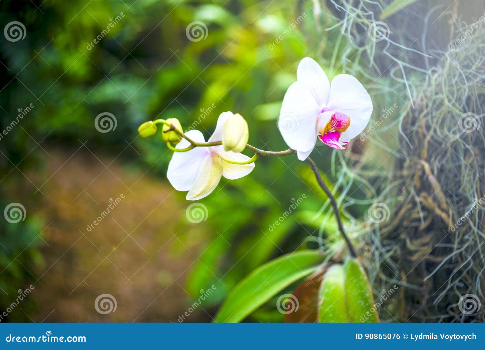 orchid flower and green leaves background with sunlight in garden.