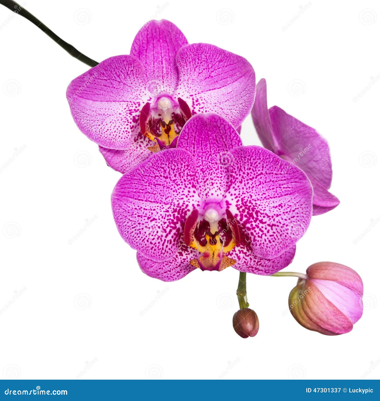 Orchid Flower Isolated on White Background Stock Image Image of white