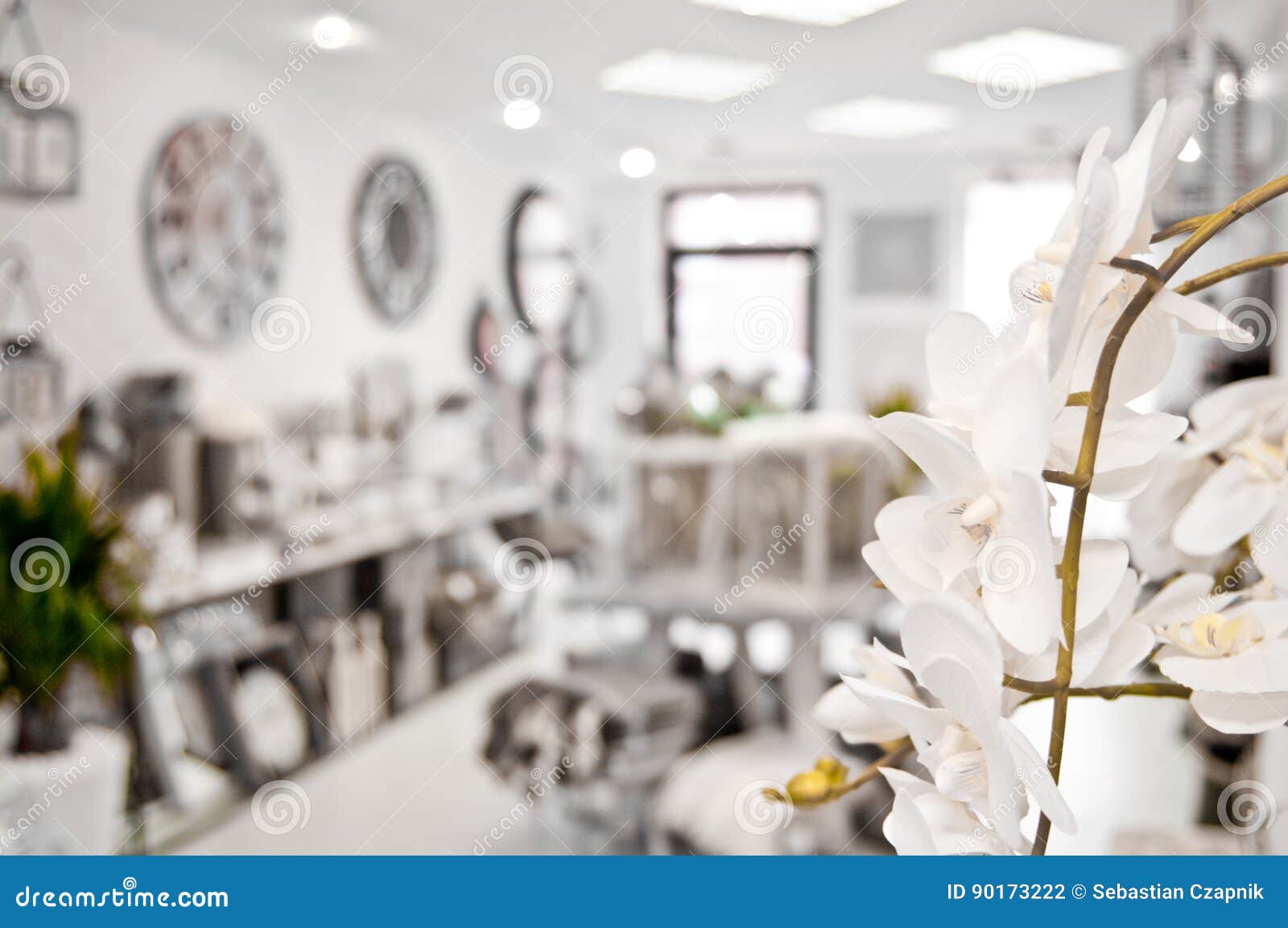 Orchid flower in shop stock photo. Image of indoor, architecture 90173222