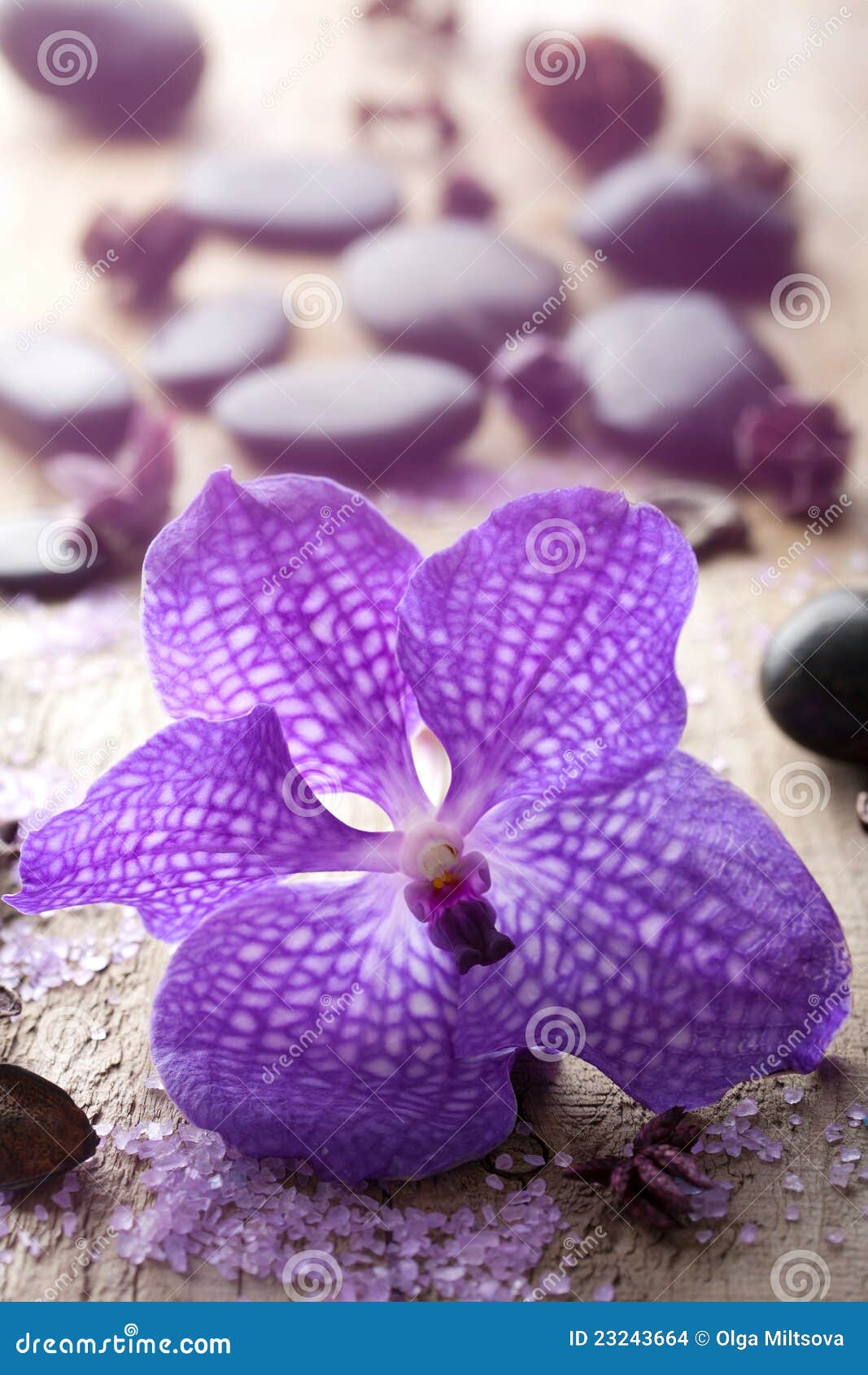 Orchid flower for spa stock photo. Image of luxury, clean 23243664