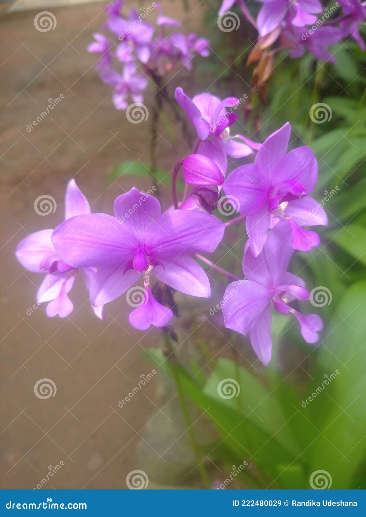 Orchid flower in sri lanka stock image. Image of petal 222480029