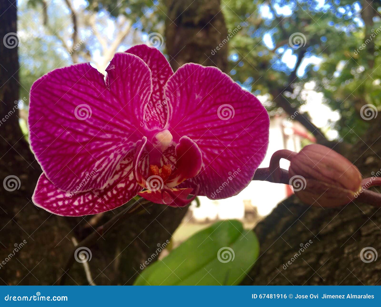 Orchid flower stock photo. Image of wild, flower, tree 67481916