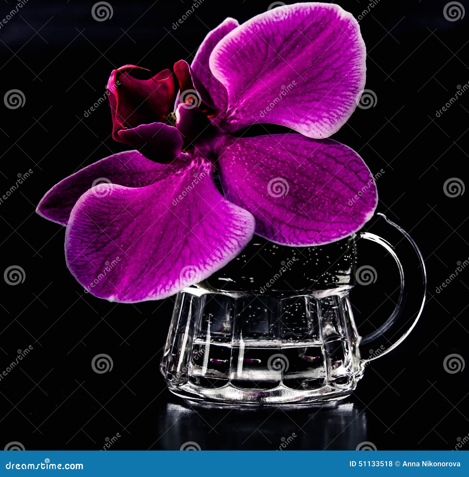 Orchid stock photo. Image of drops, orchid, plants, nature 51133518