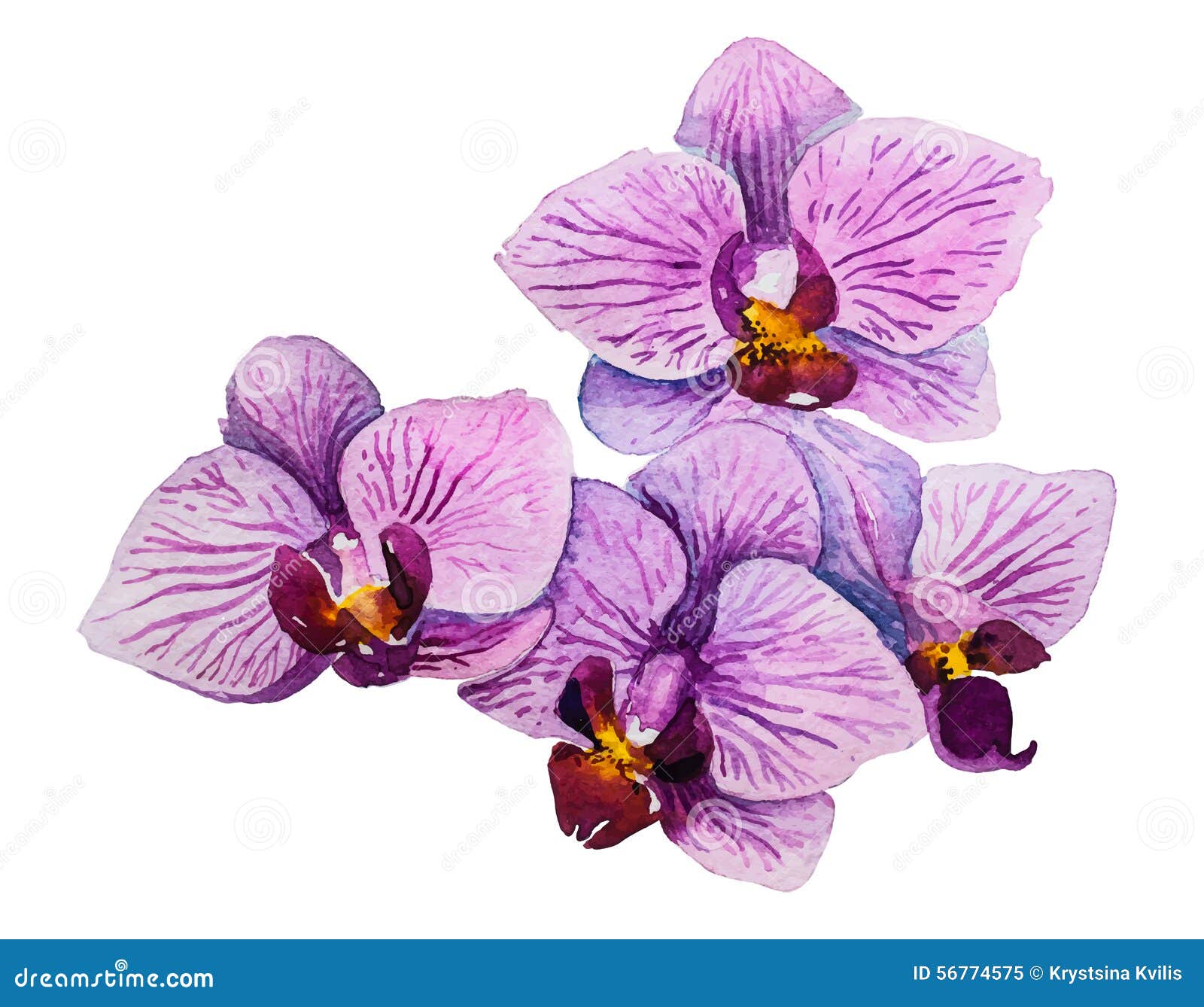Orchid Flower. Watercolor Floral Illustration Stock Vector