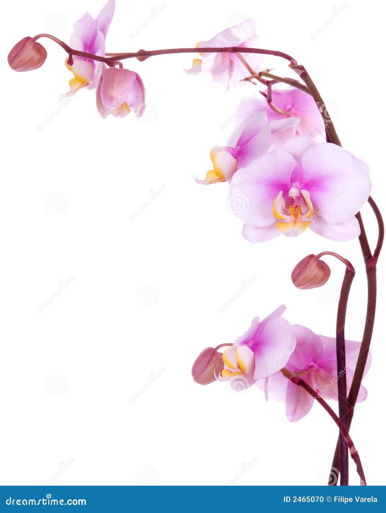 clipart orchid flower - photo #47