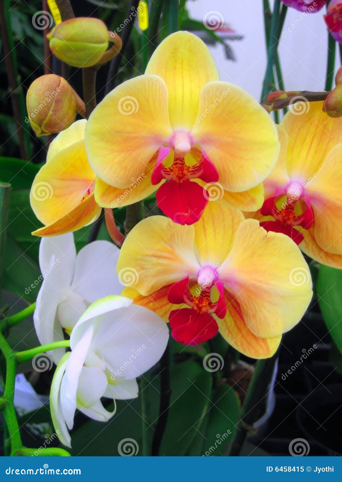 Orchid flowers stock image. Image of nature, plants, green 6458415