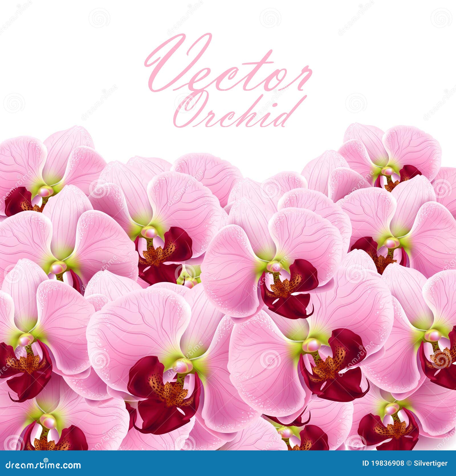 orchid flowers background