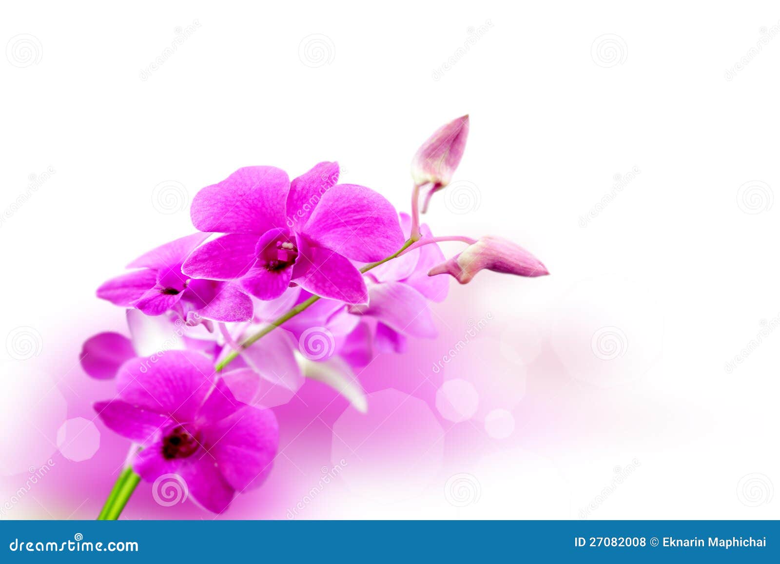 Orchid flowers background stock photo. Image of flower 27082008