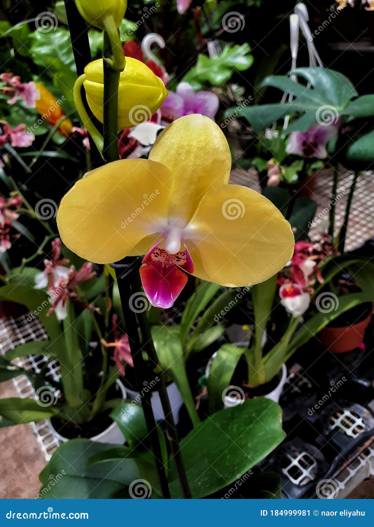 Orchid Flowers in the Big Store Very Nice Colors Stock Image Image of