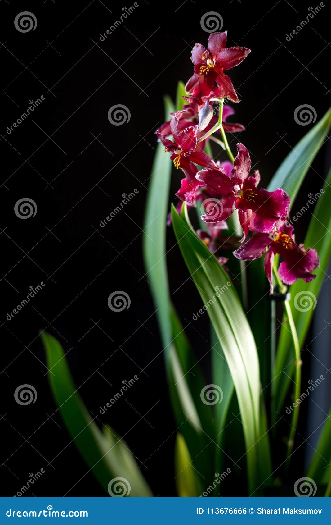 Orchid flowers on black stock photo. Image of black - 113676666