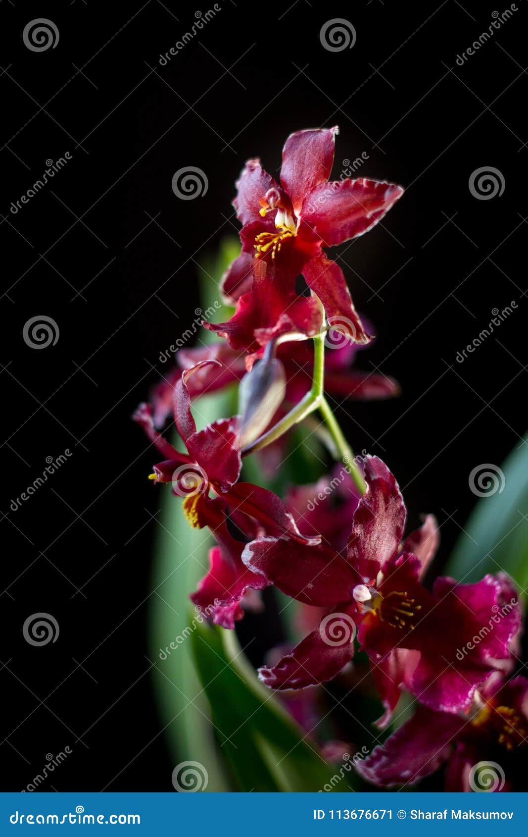 Orchid flowers on black stock image. Image of black - 113676671