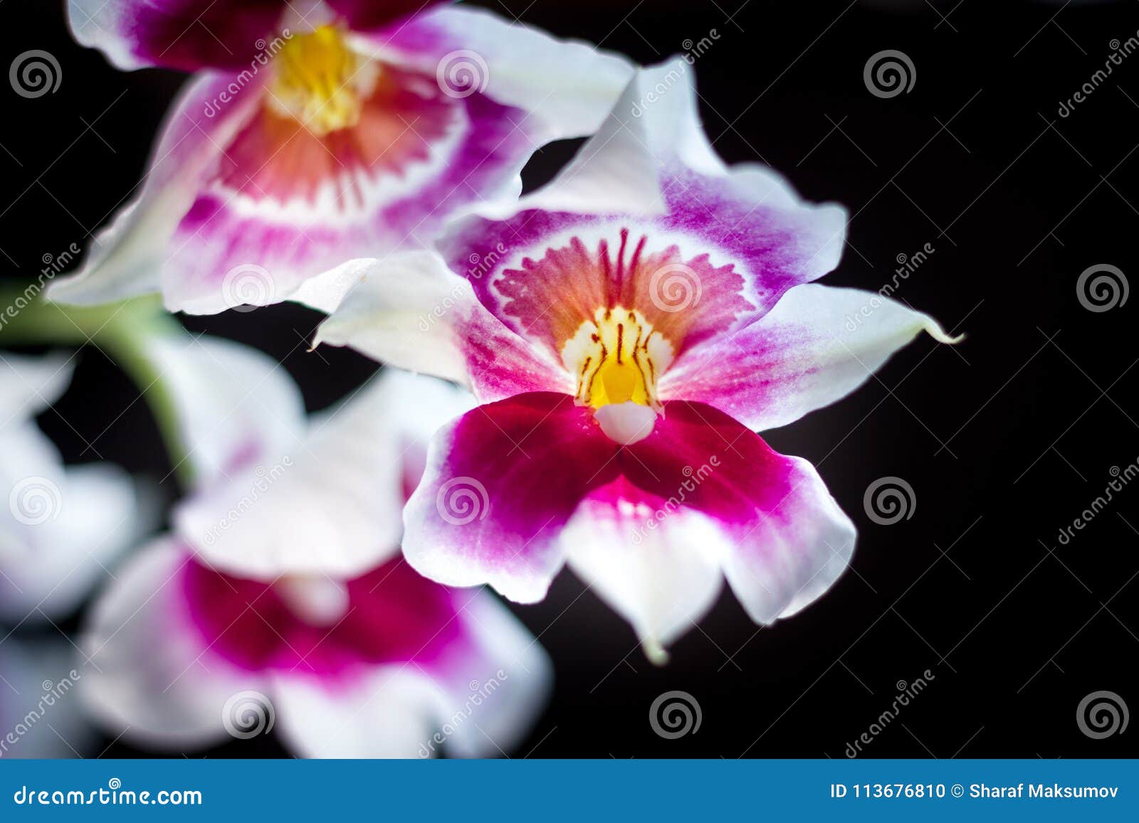 Orchid flowers on black stock photo. Image of beautiful - 113676810