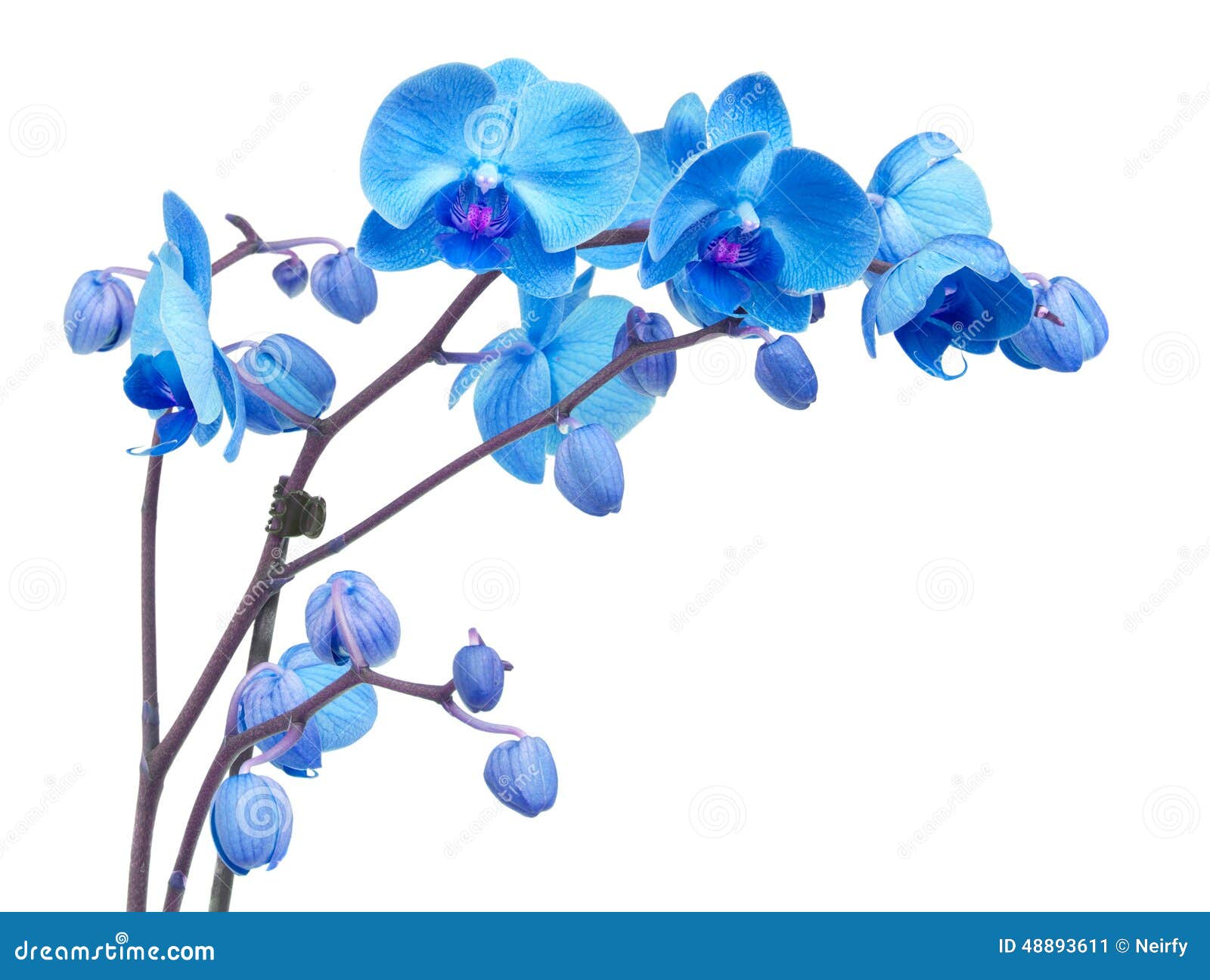 Orchid flowers stock image. Image of flora, blossom, botanical 48893611