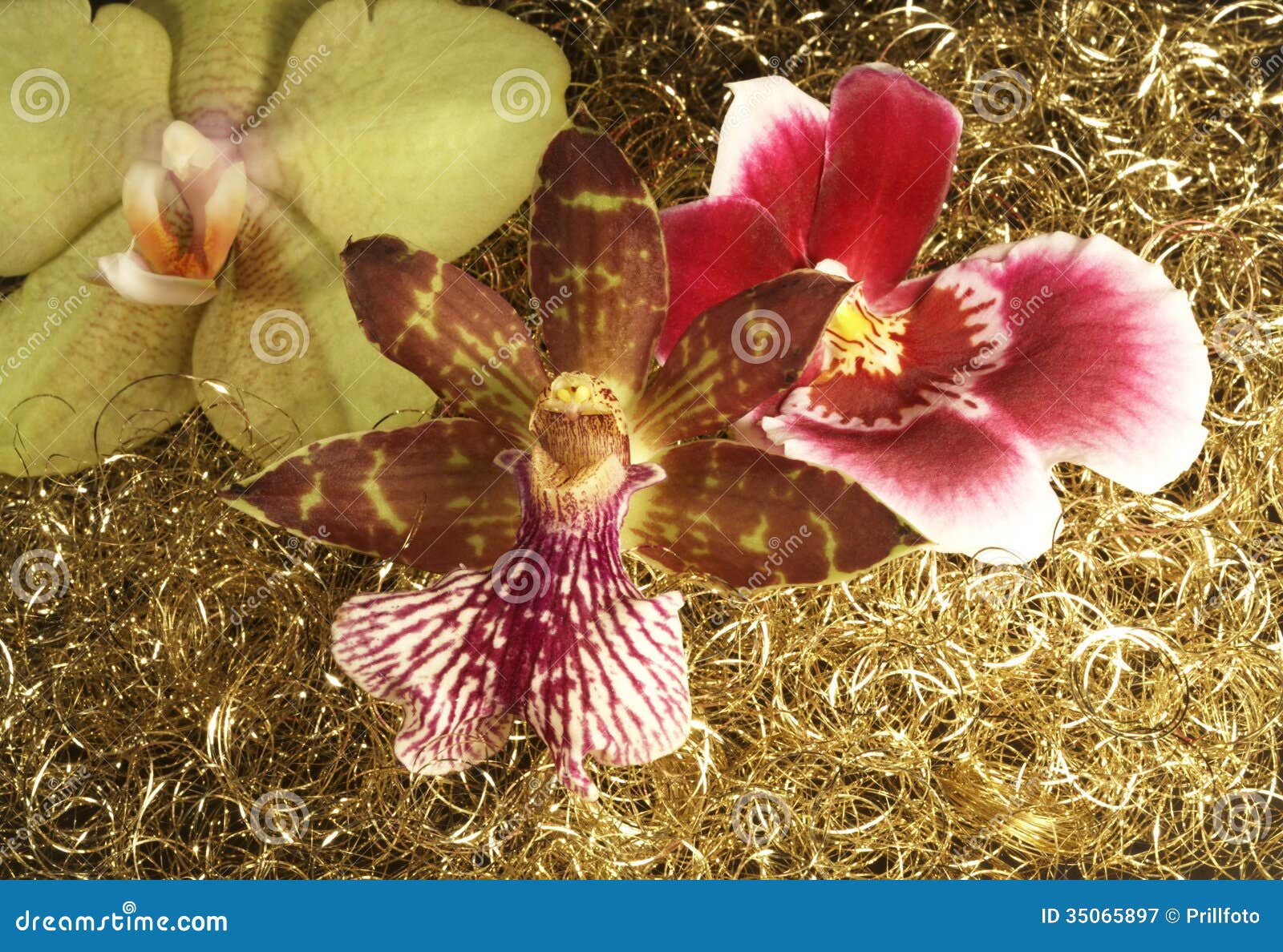 Orchid Flowers in Golden Back Stock Image Image of blossom, beauty
