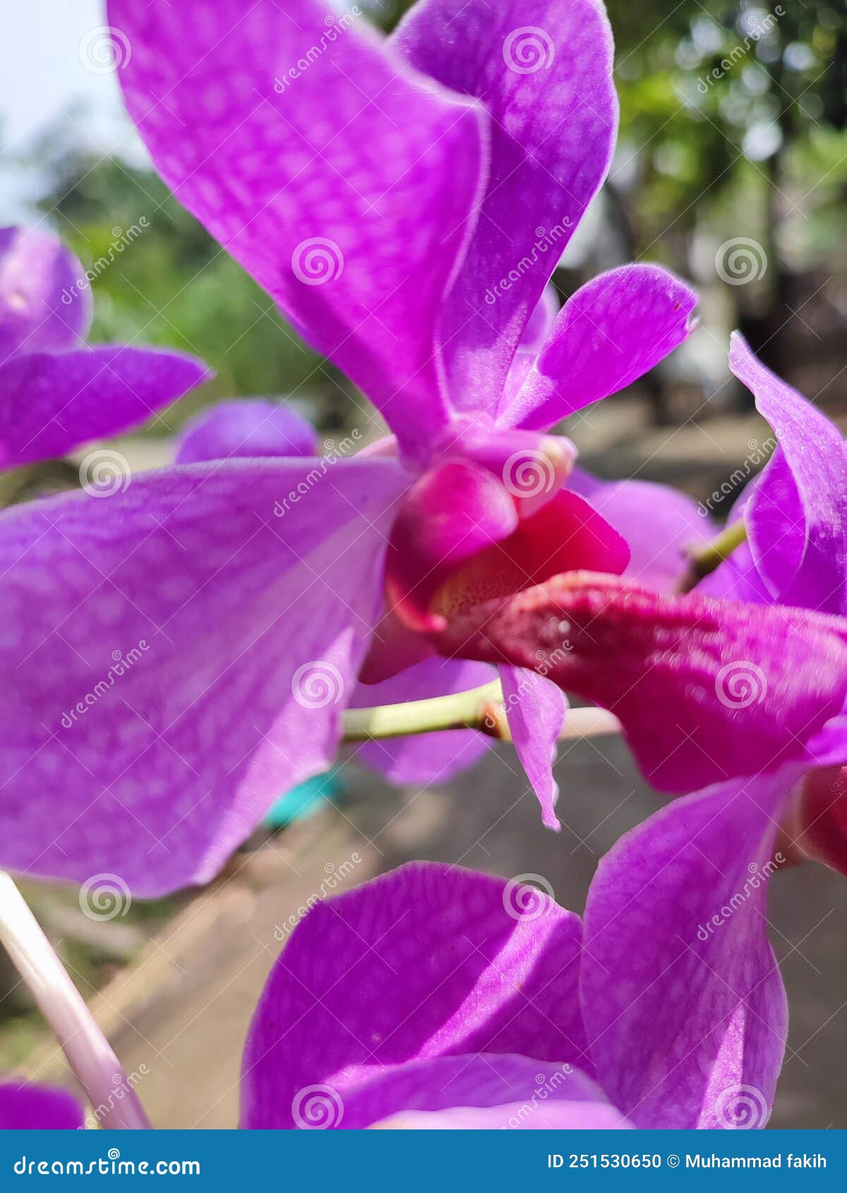 orchid flowers have a distinctive  and become a feature that distinguishes them from members of other tribes.