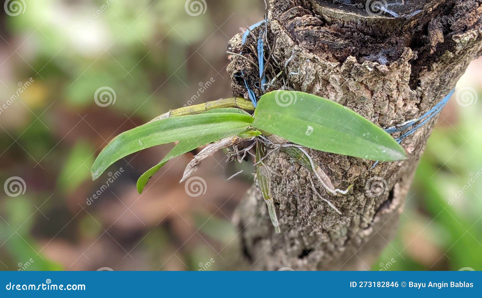Orchid Flowers Have Not Flowered Stock Photo Image of plant, wildlife 273182846