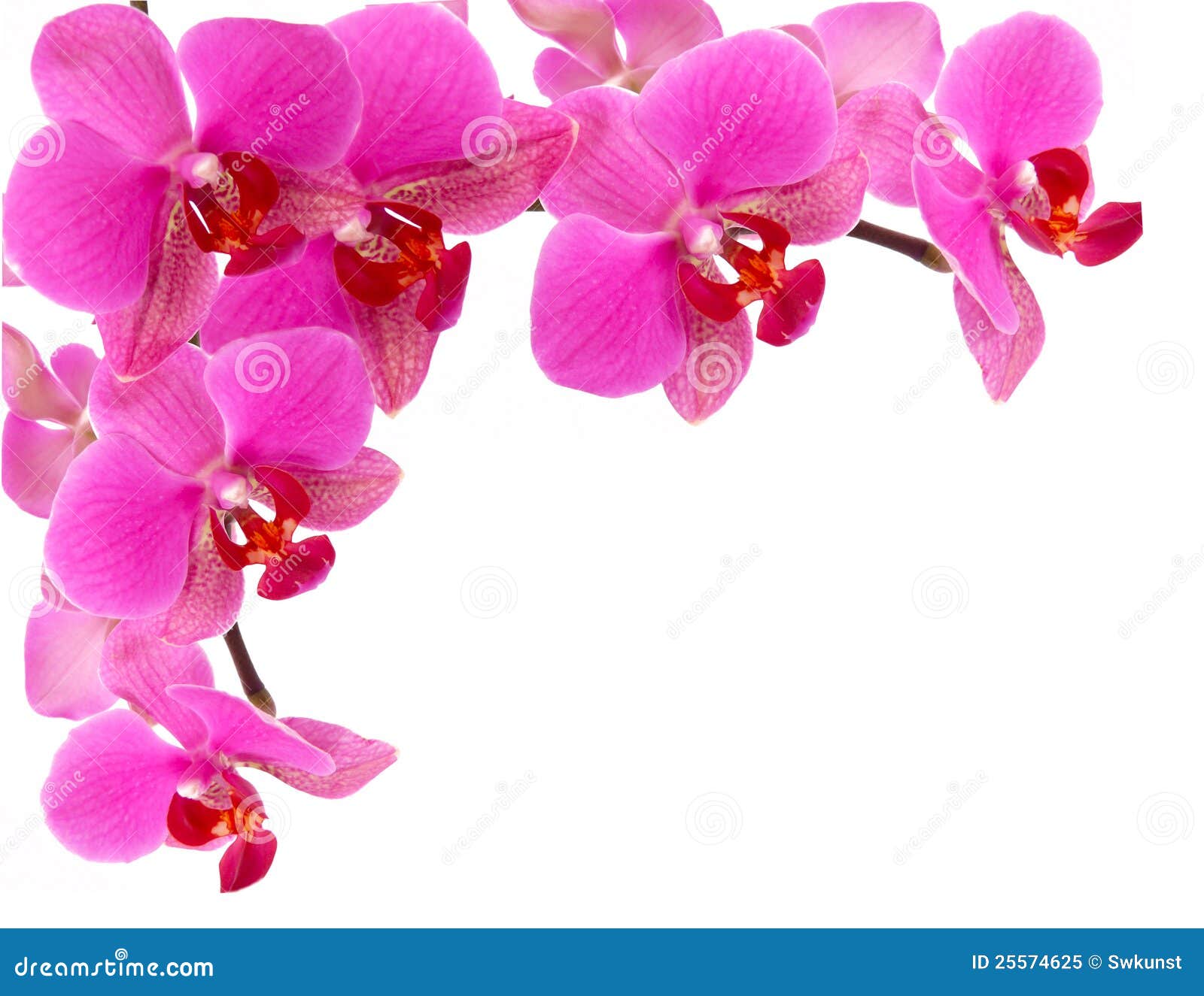 Orchid frame stock image. Image of wellness, orchid, bouquet - 25574625