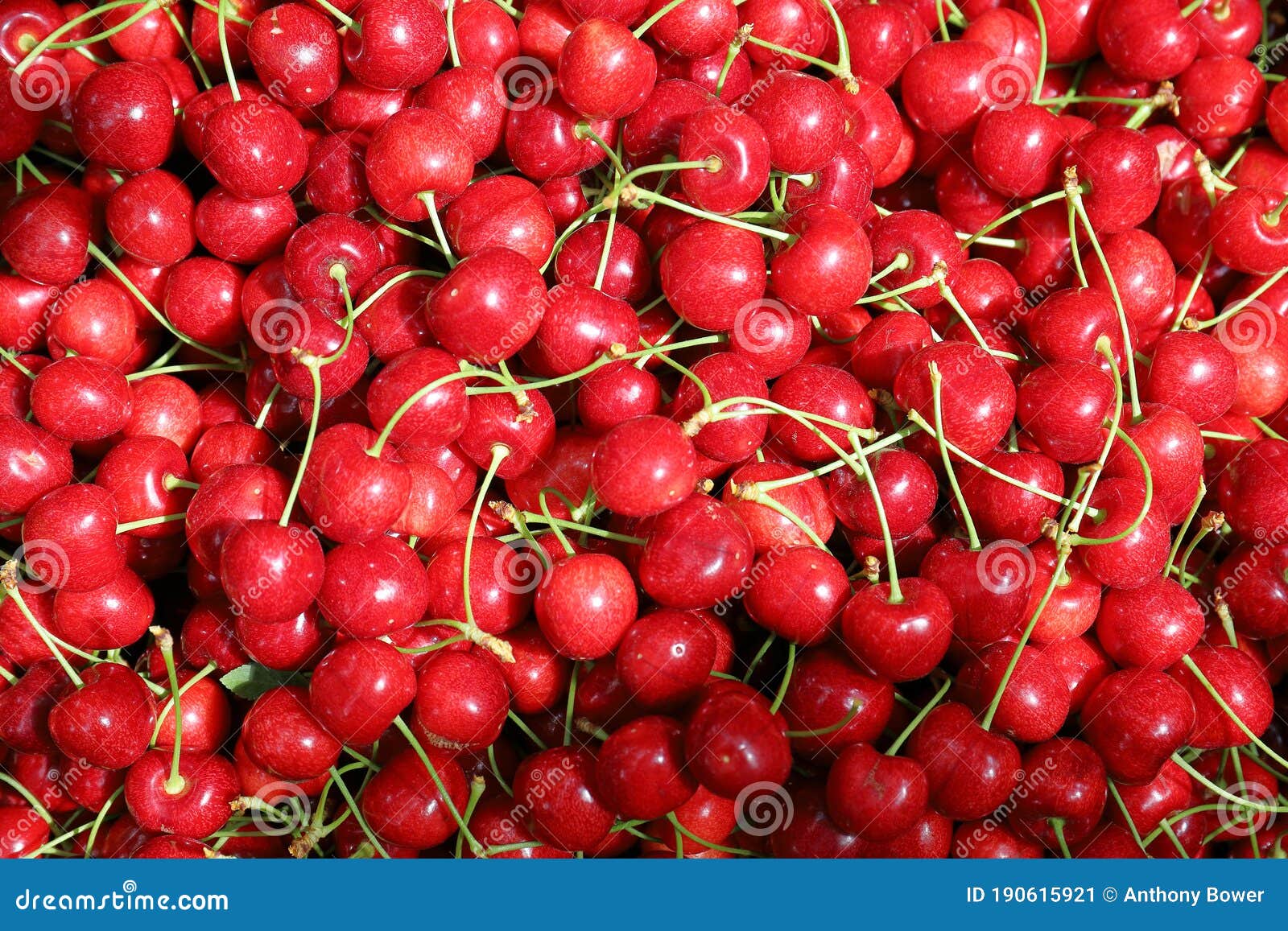 Orchard Fresh Cherries, Picked and Ready To Eat. Stock Image Image of ready, growing 190615921