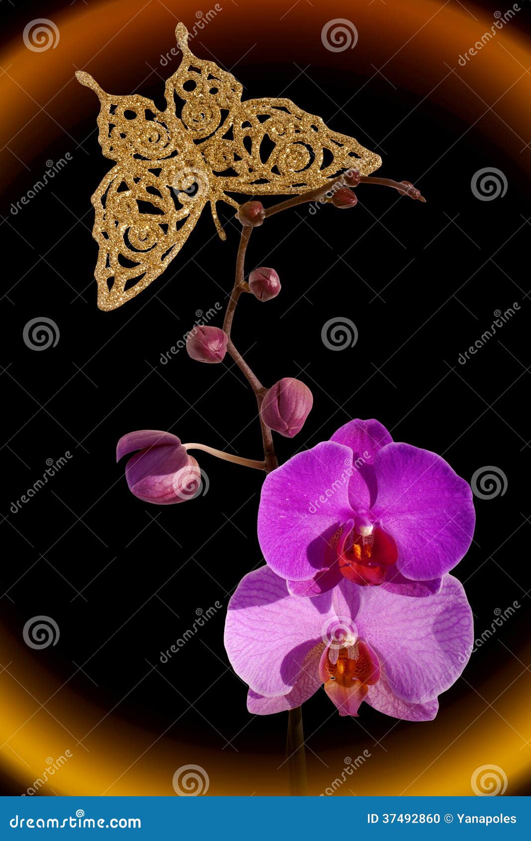 Download Orchid and gold butterfly stock photo. Image of magic ...
