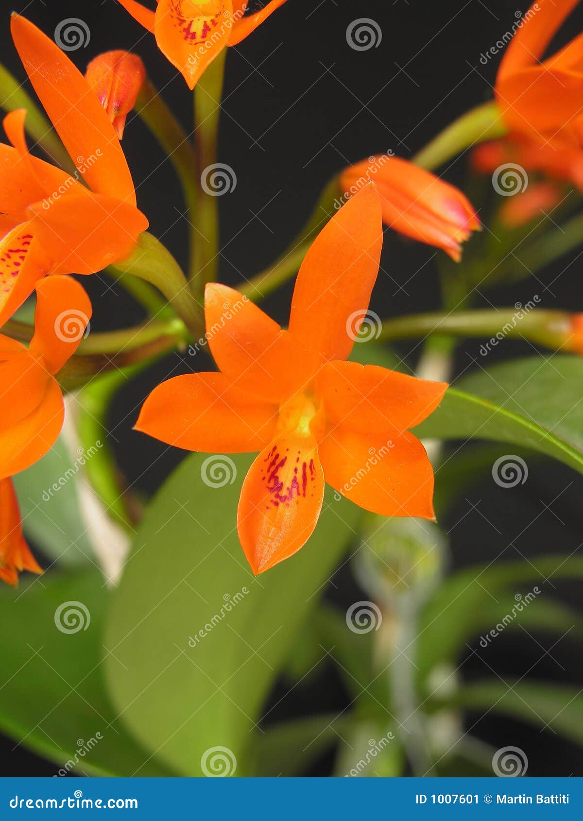 Orchid: Guarianthe Aurantiaca Stock Image - Image of elegant, bloom: 1007601