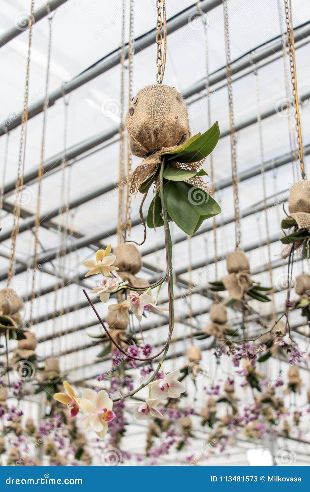 The Orchid Hangs On The Roof Stock Image Image Of Blossom Nature 113481573