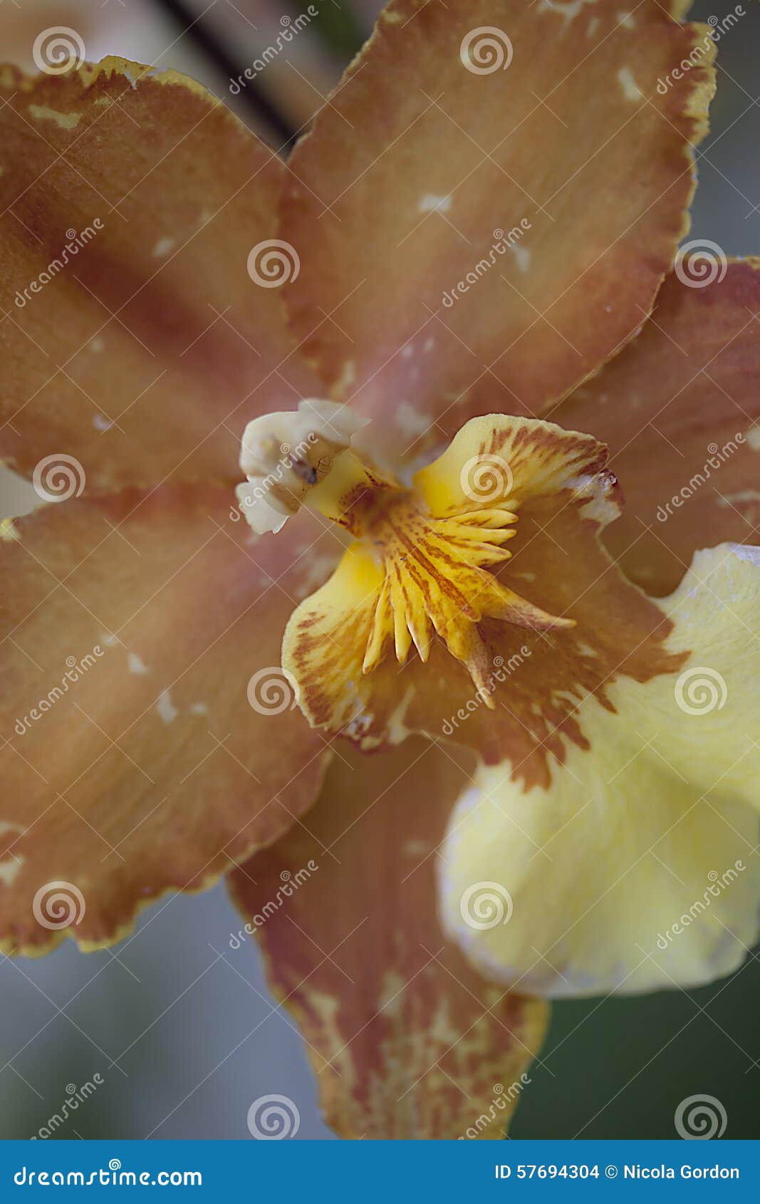 Orchid stock photo. Image of gardening, brown, plant 57694304