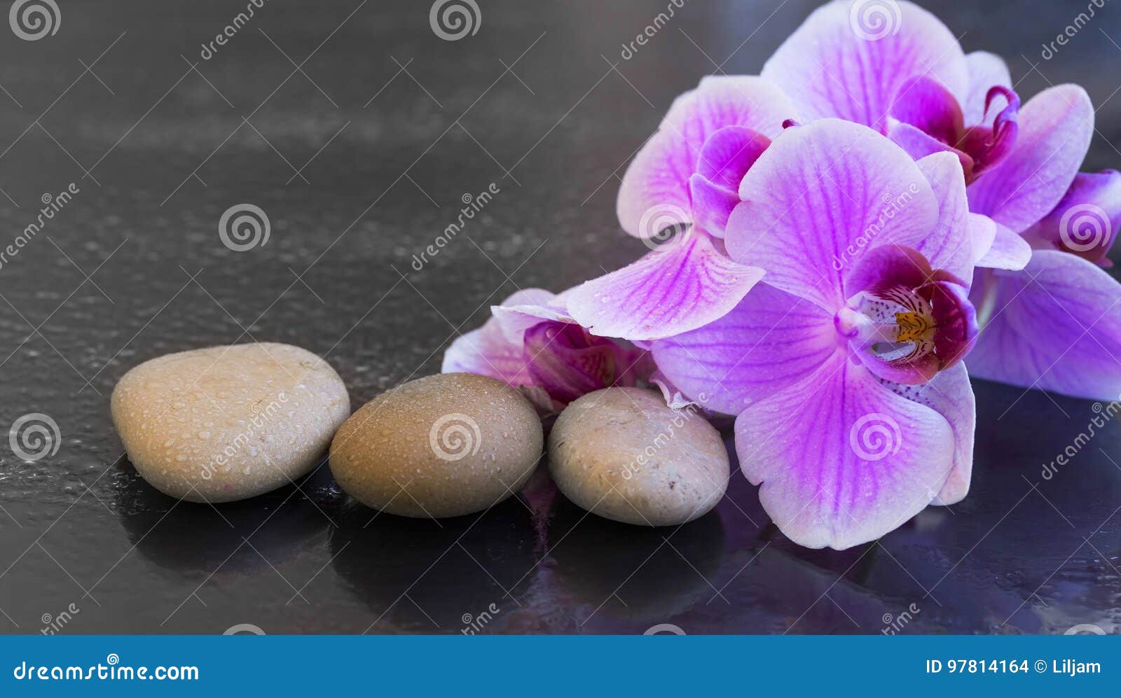 Orchid with Massage Stones, Spa Setting with Water Drops on Orchid