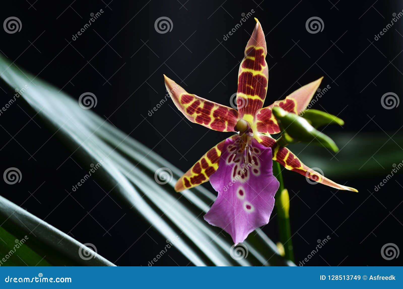 Seltene Orchideenarten orchidee Sämling miltassia shelob 