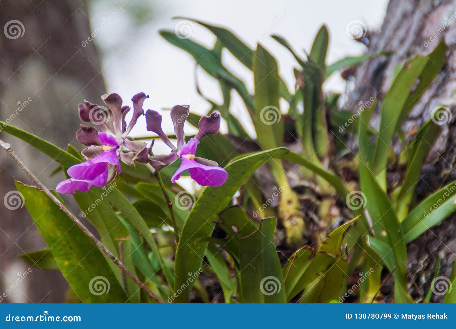 orchid in the national park el imposible, el salvad