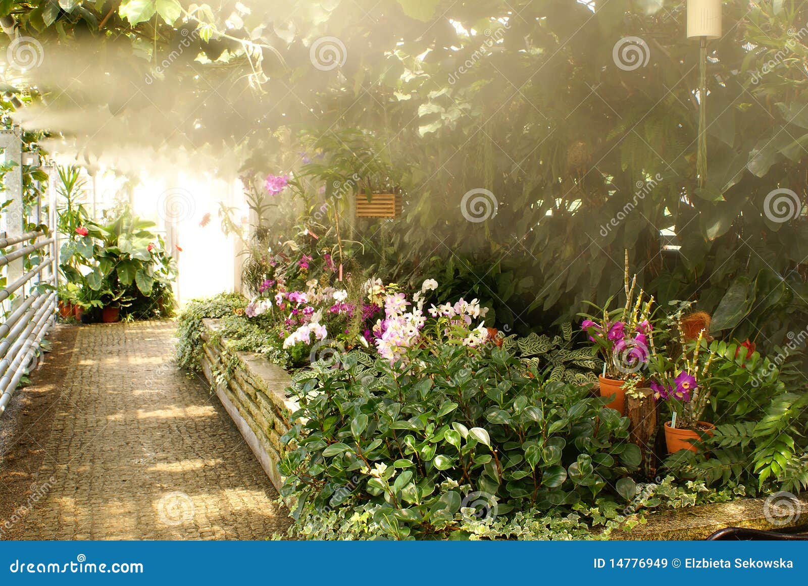 Orchid nursery stock image. Image of house, cultivation 14776949