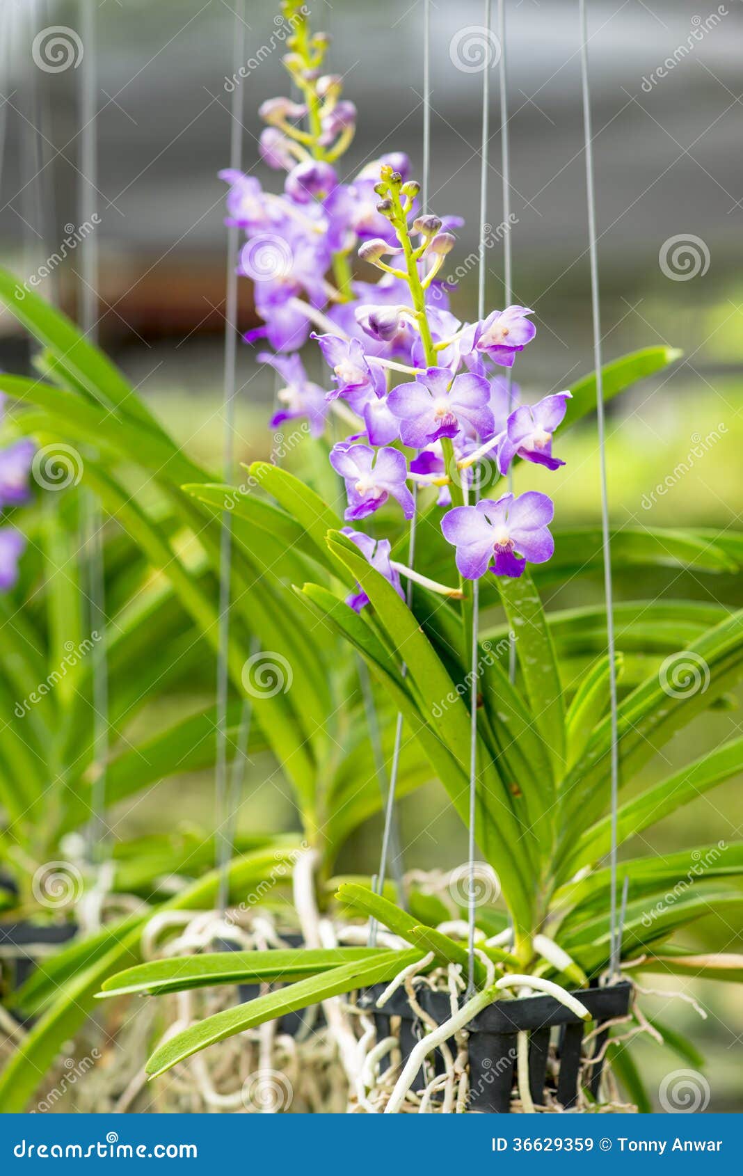 Orchid Nursery stock image. Image of charcoal, botanic 36629359