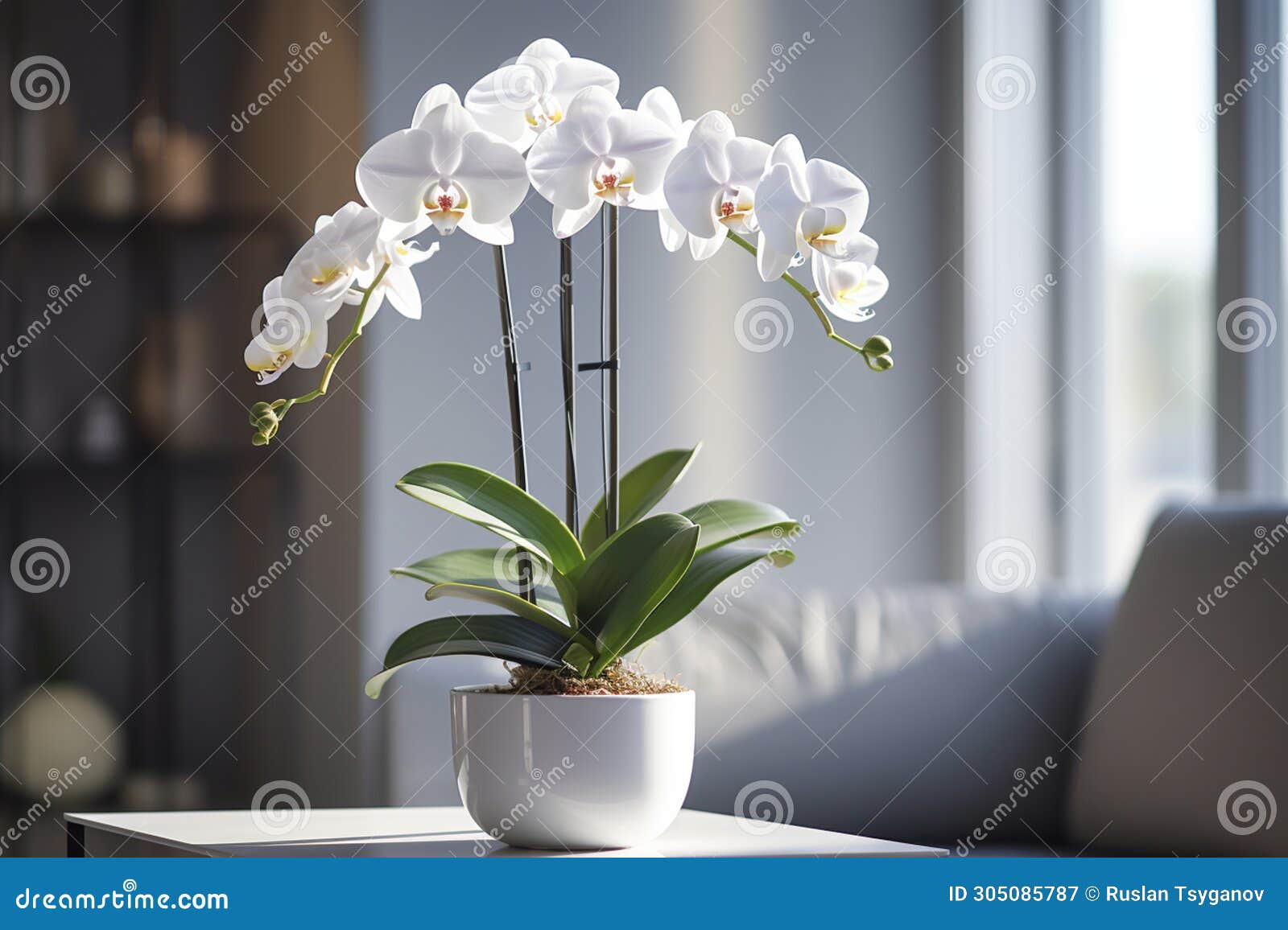 orchid, orchidaceae, flower with leaves in a pot