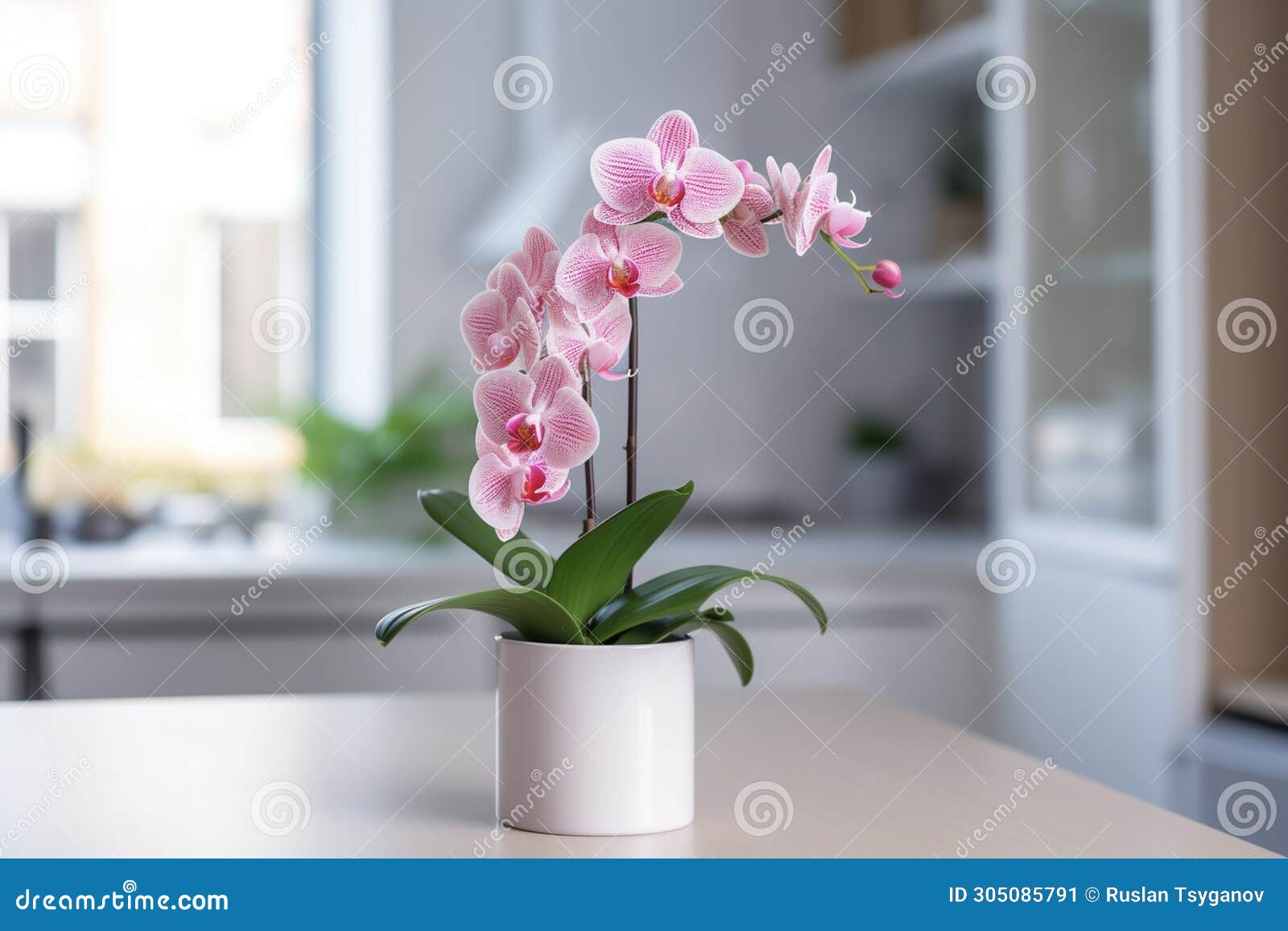 orchid, orchidaceae, flower with leaves in a pot