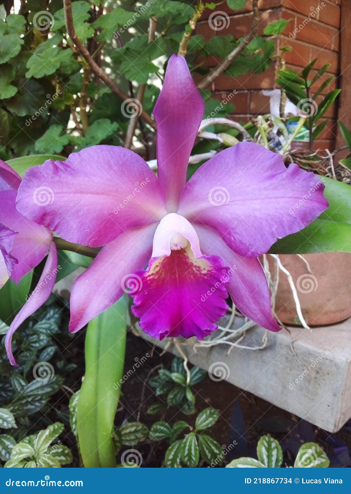 orchid orquidea