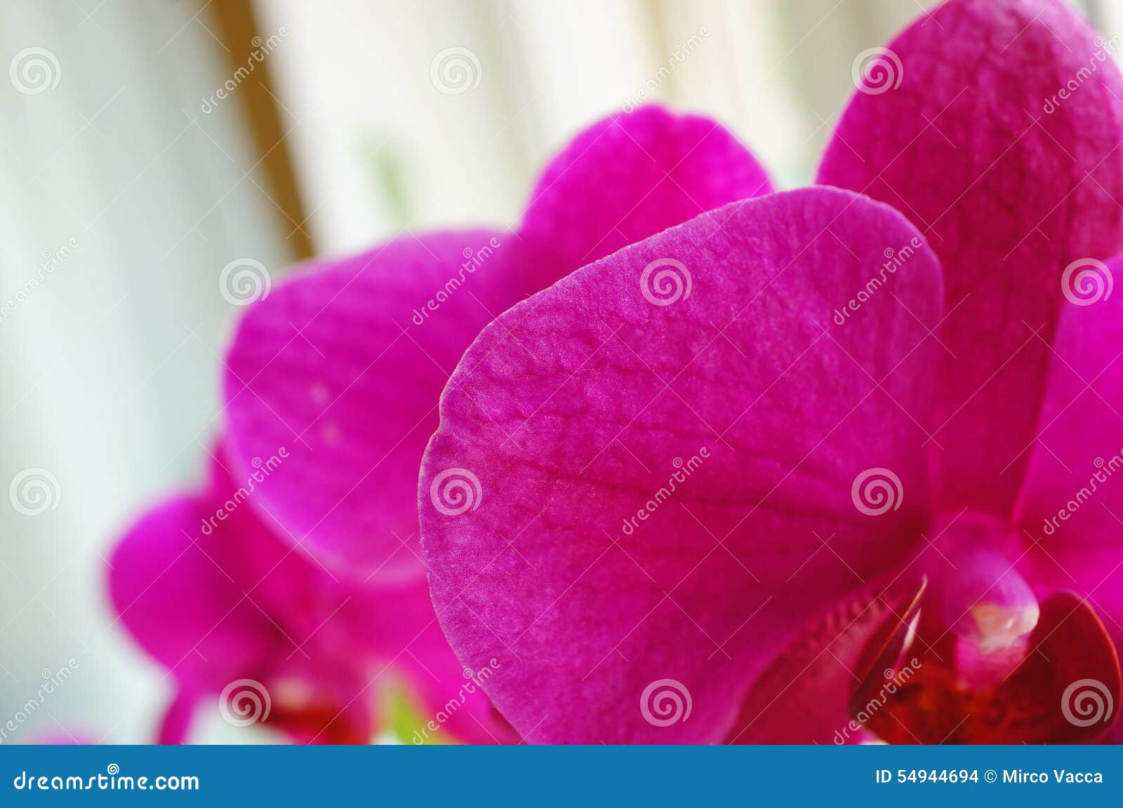 Orchid petals stock photo. Image of close, petals, orchid 54944694