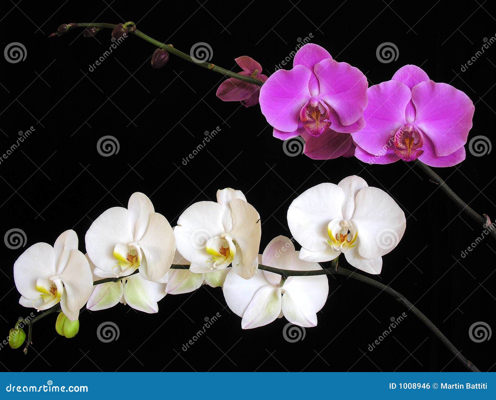 Orchid: Phalaenopsis Hybrids Stock Photo - Image of fantastic, elegant:  1008946