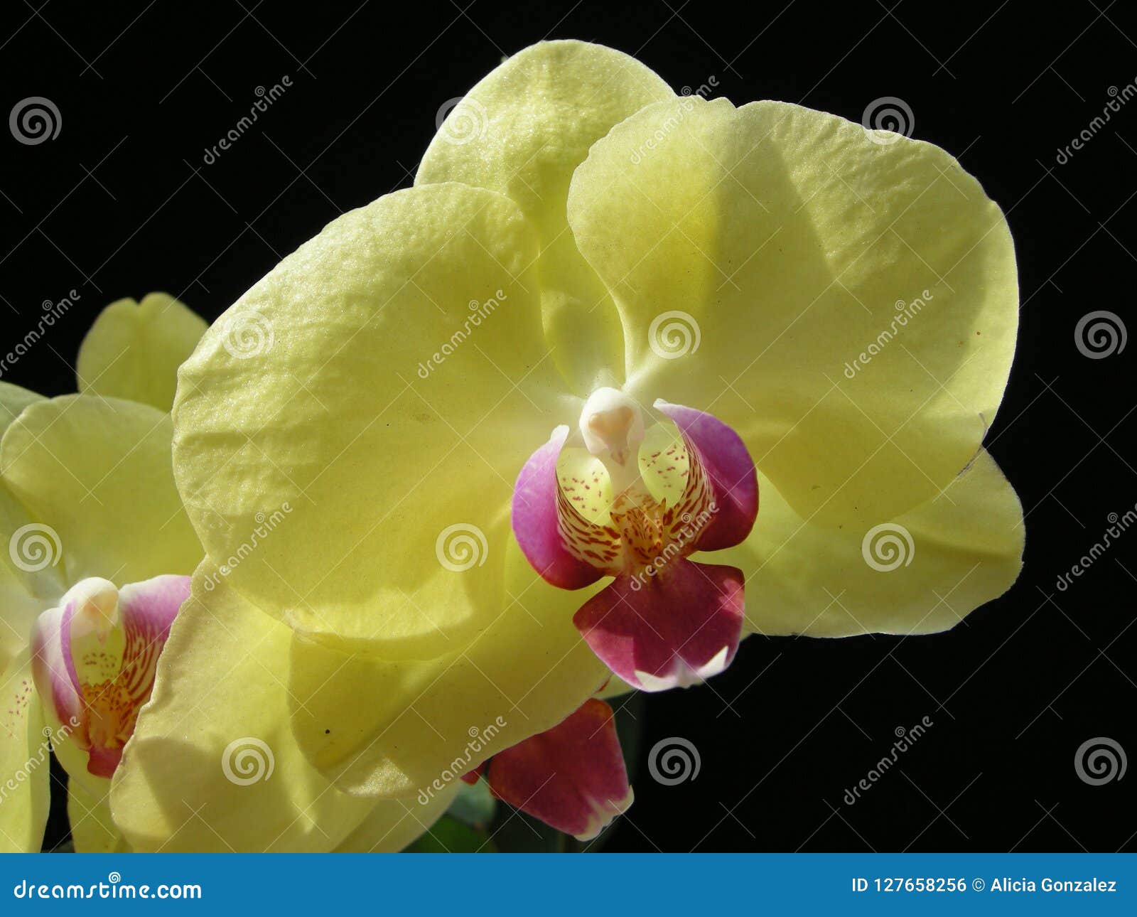 orchid phaleanopsis yellow fucsia center